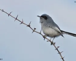 tacuarita azul