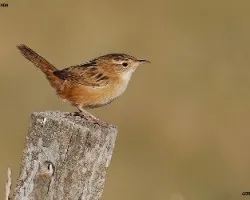 ratona aperdizada