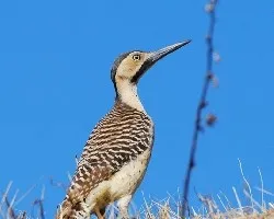 carpintero puneno