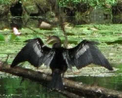 Secando las Plumas