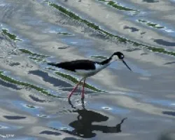 Madrugando entre el Estero