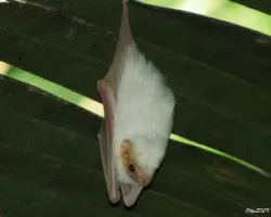 Diclidurus albus