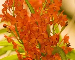 Orquidea