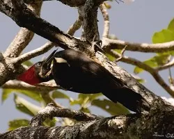 Pajaro carpintero