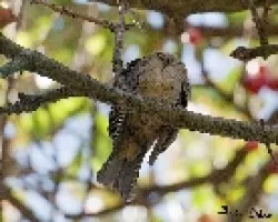 Turdus grayi