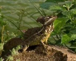 Basilisco