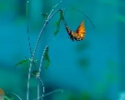 Mariposa en vuelo