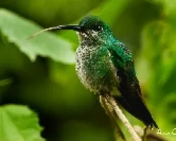 White-bellied Hummingbird  Amazilia 