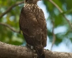 Broad-winged Hawk