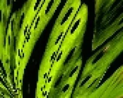 Helecho abstracto
