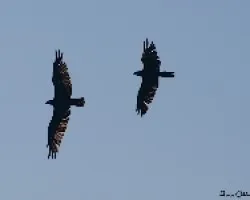 Gavilanes o Halcones