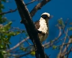 Halcon Guaco