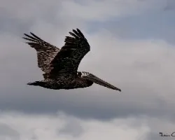 Pelicano
