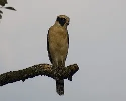 Halcon Guaco