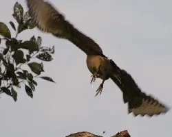 Halcon Guaco 2