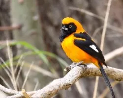 Icterus icterus