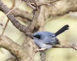 Tacuarita Azul