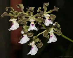 un ramito de encyclia..