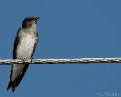 Gray-breasted Martin -- Progne chalybea