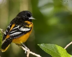 Icterus galbula (macho)