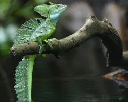 Basiliscus plumifrons