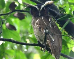 Lophostrix cristata