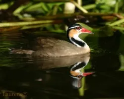 Heliornis fulica
