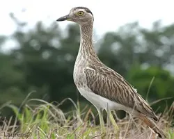 Burhinus bistriatus
