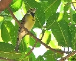 Spiza americana