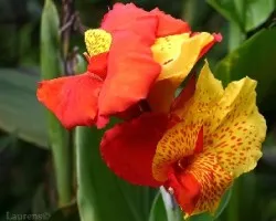 Flor 2