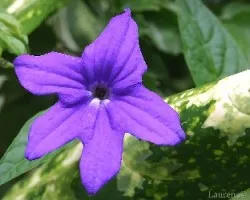 Flor 5
