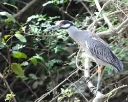 Nyctanassa violacea