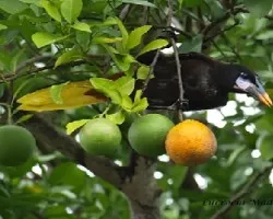 Psarocolius montezuma
