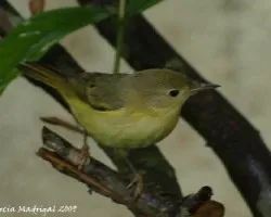 Oreothlypis peregrina