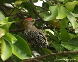 Carpintero de Hoffmann