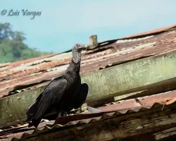 Deseos de vivir