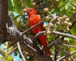 Piranga rubra