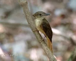 Onychorhynchus coronatus