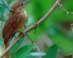 Onychorhynchus coronatus