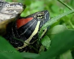 Tortu