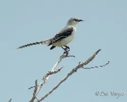 Mimus gilvus