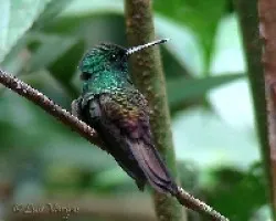 Tres especies