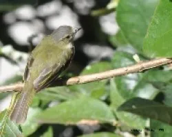 Zimmerius vilissimus