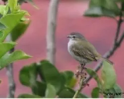 Zimmerius vilissimus