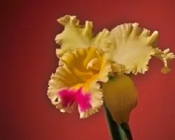 Blc. Taiwan Queen x Blc. Goldenzelle