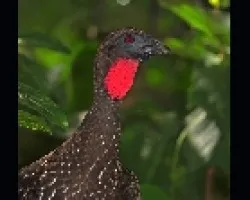 Penelope purpurascens 