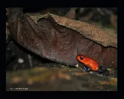 Oophaga pumilio