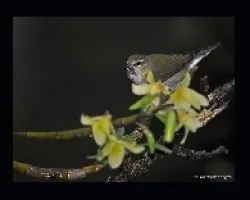 ave- orquidea