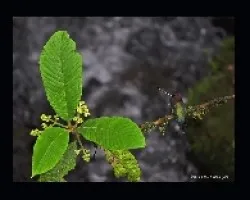 Doryfera ludovicae