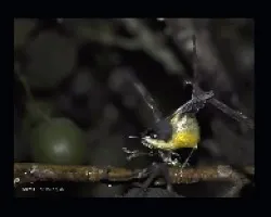 Common-Tody Flycatcher